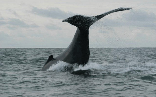 Les baleines à bosse en Colombie [Vidéo+Info].